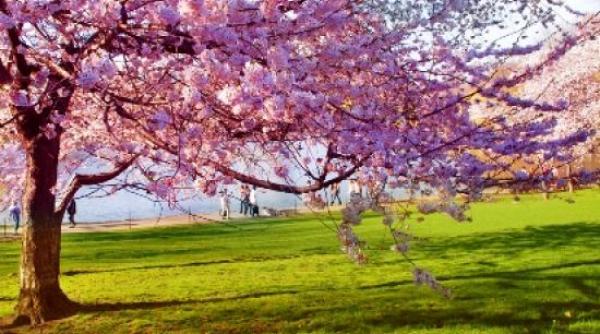 regim termic oscilant in bucuresti pe parcursul zilelor de sambata si duminica