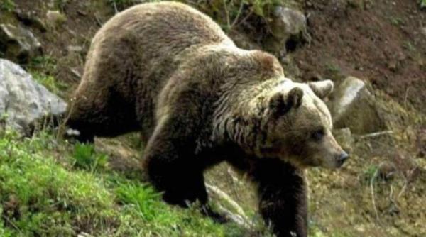 alerta in arges un barbat a fost sfasiat de un urs langa locuinta