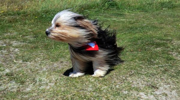 cod galben de vant rafale de pana la 70 75 km h in bucuresti si in judete din muntenia si transilvania