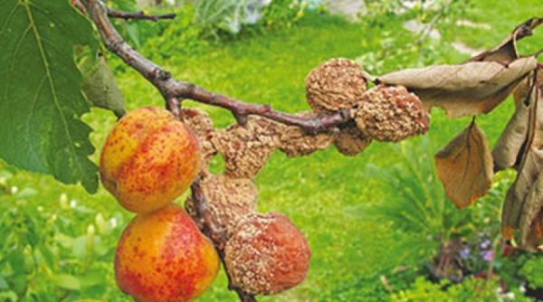 sfaturi pentru agricultori bolile caisului tratamentele lor