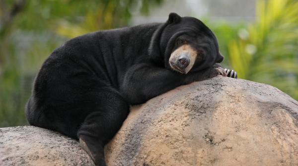 patru braconieri arestati in indonezia dupa ce au ucis si mancat patru ursi malaezi