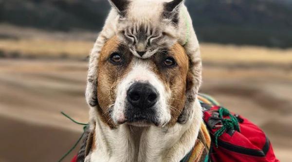 galerie foto cuplul neobisnuit de excursionisti care a cucerit internetul