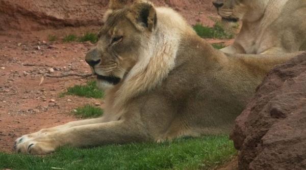 o leoaica din sua devenita celebra dupa ce i a crescut coama a decedat