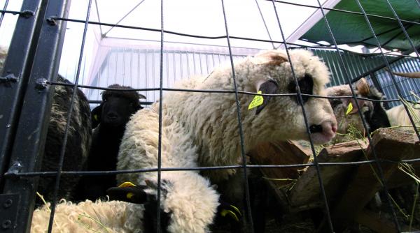 pastele o afacere de peste 250 milioane de euro