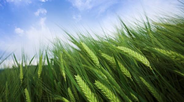 trei alimente miraculoase