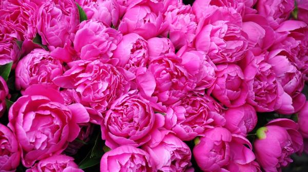 bujori clonati vedetele unui festival floral din china