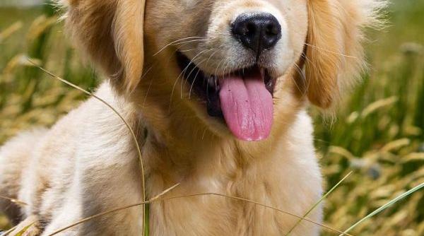 incredibil proprietarul unui caine pierdut in israel s a reintalnit cu animalul sau cu ajutorul unei melodii