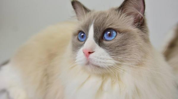 expozitia felina internationala de primavara sofisticat cats tales