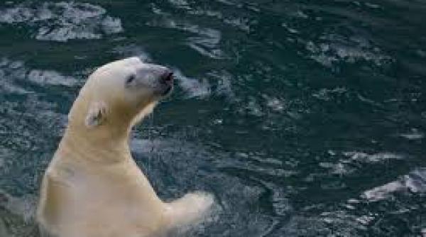 primul urs polar nascut la tropice ar putea fi eutanasiat