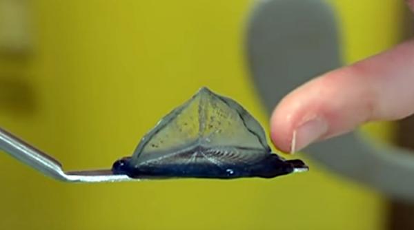 video miliarde de meduze au invadat o plaja din franta spre disperarea turistilor