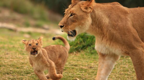 11 lei au fost gasiti morti intr un parc natural din uganda
