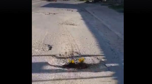 panselute plantate in gropile strazilor din tulcea