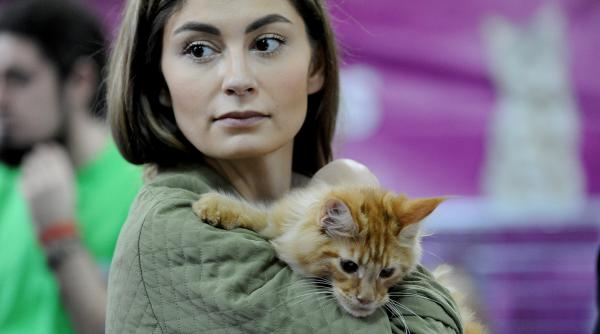 sofisticat 2018 concursul celor mai frumoase pisici galerie foto