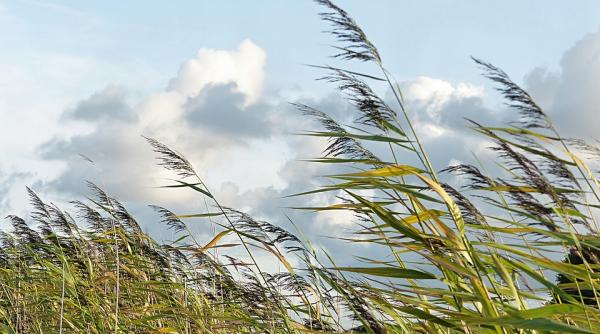 cod galben de vant puternic in judetul caras severin