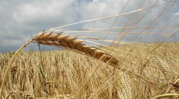 rezerva de umiditate in cultura graului de toamna in limite satisfacatoare