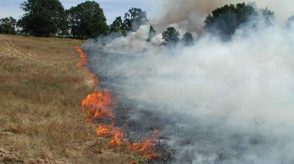 tulcea patru hectare de vita de vie si vegetatie uscata afectate de un incendiu