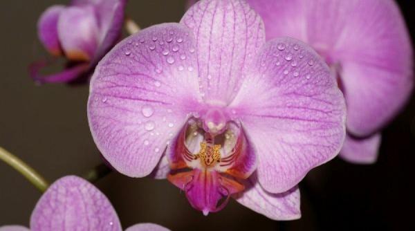 vampiri energetici plante animale de care sa te feresti