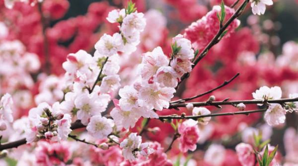 prognoza meteo pentru 17 18 si 19 aprilie cer noros