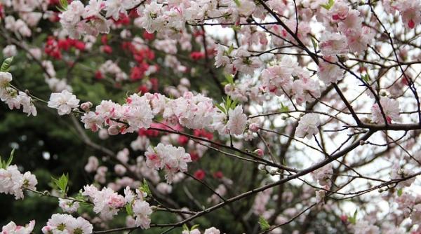 cel mai politicos popor din lume cum reusesc