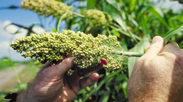 sorgul o planta care face minuni