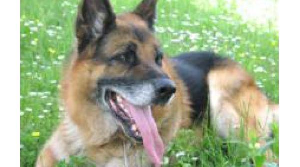 un caine care a salvat viata unei fetite pierdute in savana australiana facut caine politist onorific