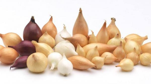 cum se cultiva ceapa prin arpagic sfaturi pentru culturile de primavara