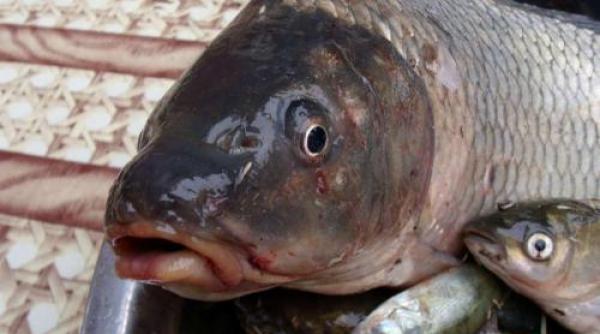 pestele care sperie boala parkinson