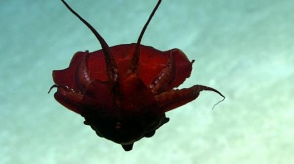 video oamenii de stiinta au filmat o ciudatenie in golful mexic