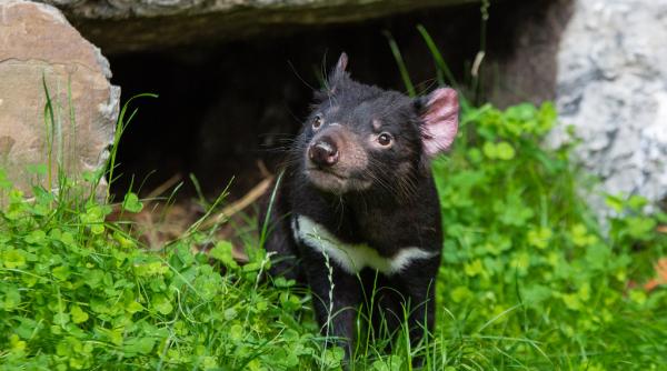 un grup de diavoli tasmanieni sanatosi descoperit intr o parte izolata a insulei tasmania
