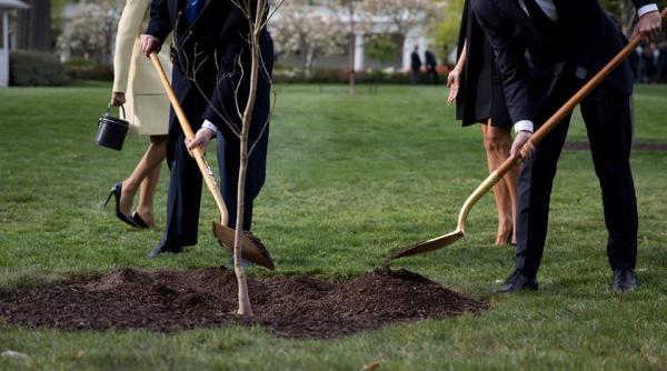 a disparut copacul plantt de trump si macron