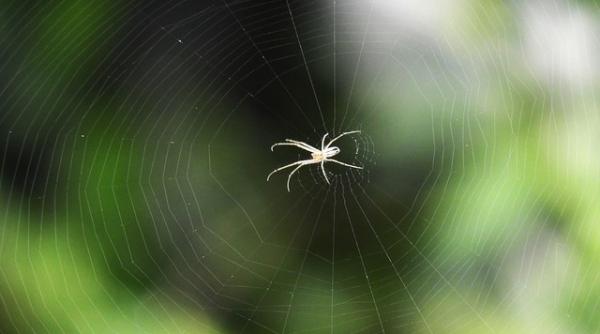 cel mai batran paianjen din lume a murit intepat de o viespe