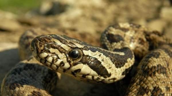 balaurul dobrogean specie rara din sud estul romaniei