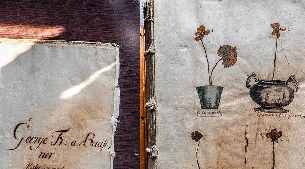 un muzeu din romania are o comoara cel mai vechi ierbar din sud estul europei