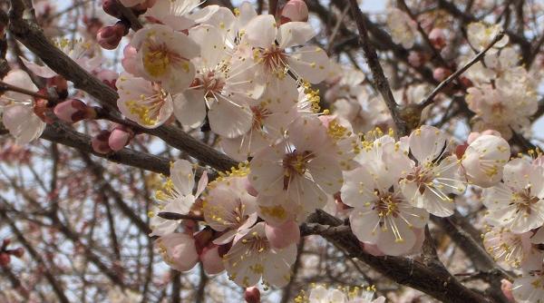 sfaturi pentru agricultori cultivarea caisului ce trebuie sa faci primavara in livada