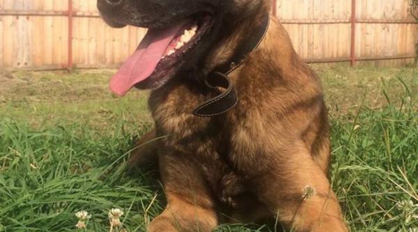 recalificarea lui tey de la caine politist la caine calugar