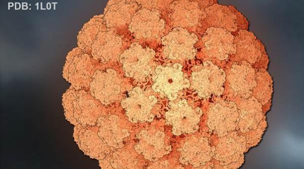 tipuri de maladii vaccinuri indicatii si efecte adverse human papiloma virus hpv