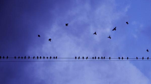 de ce pasarile nu se electrocuteaza pe liniile de inalta tensiune