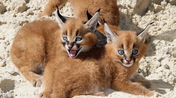 au crezut ca au adoptat doi pisoi ce erau de fapt cele doua pisicute