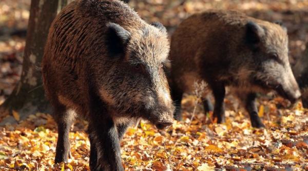 ungaria a identificat un nou caz de pesta porcina africana in randul mistretilor