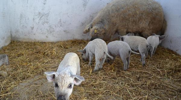 sfaturi pentru agricultori ferma cresttere a porcilor mangalita poate sa aduca profit