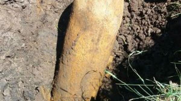 un barbat a gasit o bomba neexplodata la groapa de gunoi