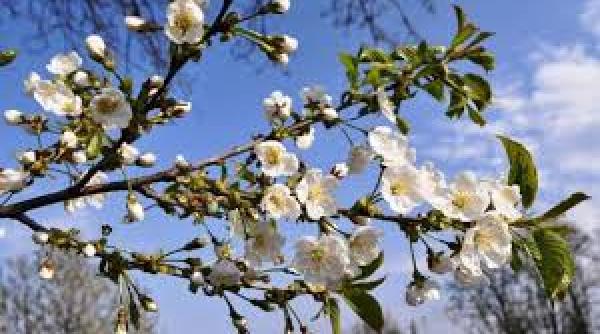 anm prognoza meteo pe urmatoarele doua saptamani