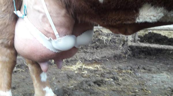 de ce un fermier i a pus un sutien unei vaci