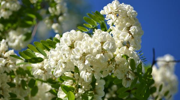 florile de salcam deliciu gastronomic dar si un aliat de nadejde pentru sanatate