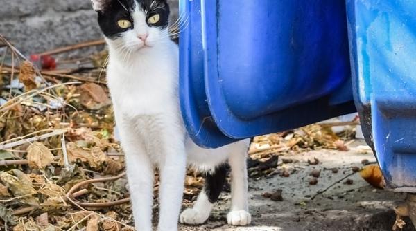 bucurestenii printre cei mai nemultumiti cetateni ai ue