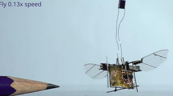 video a fost creata prima insecta robotica wireless