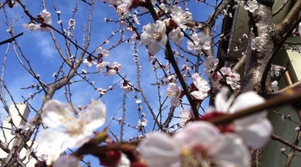 prognoza meteo pentru 23 24 25 si 26 mai cer senin