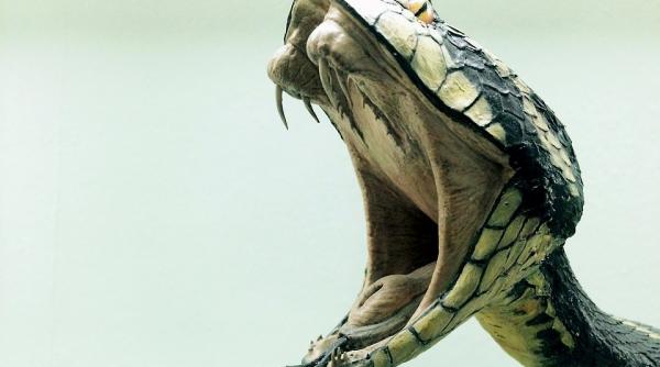 un sarpe veninos a reusit sa ucida cu o singura muscatura doi oameni