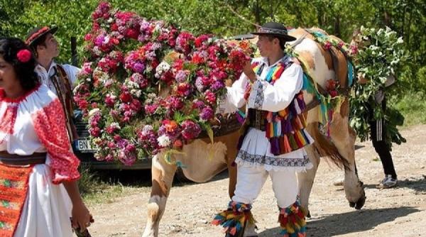 de rusalii se instruteaza boul la figa si caianu mic