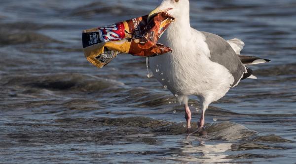 articolele din plastic de unica folosinta ar putea fi interzice in uniunea europeana